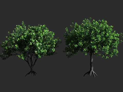  红厚壳桂 签名树 鸡嗉子果 藤黄科 红厚壳桂属 常绿乔木树3d模型 