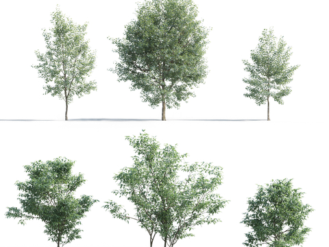  树 大树 高树 园林植物 人工植被 景观树 绿化 植物 树木3d模型 