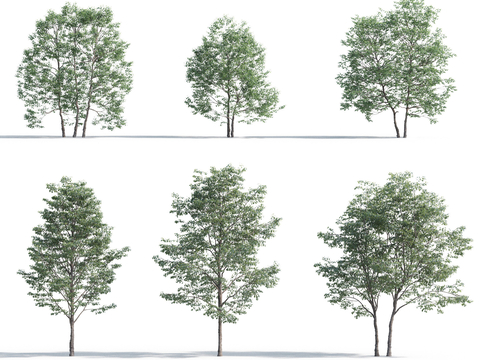  树 大树 高树 园林植物 人工植被 景观树 绿化 植物 树木3d模型 