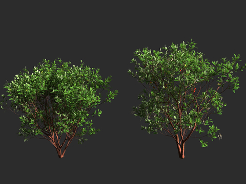  草莓树 杜鹃花科 草莓树属 常绿灌木 小乔木 滨海绿化3d模型 