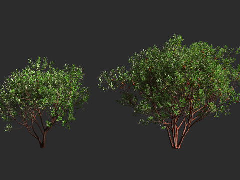  草莓树 杜鹃花科 草莓树属 常绿灌木 小乔木 滨海绿化3d模型 