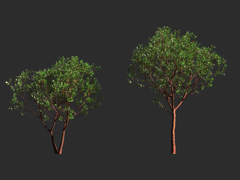  草莓树 杜鹃花科 草莓树属 常绿灌木 小乔木 滨海绿化3d模型 