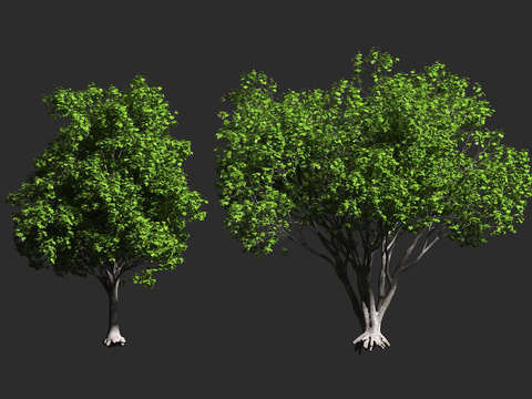  大叶枫 大叶槭 俄勒冈枫 无患子科 槭属 大型落叶 阔叶乔木3d模型 