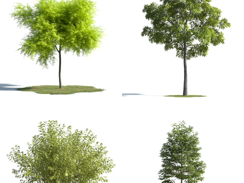  现代树 风景树 现代灌木 绿化 景观树 花树3d模型 