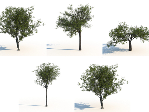  现代樱桃树 树 景观树3d模型 