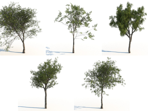  花楸树 树 景观树3d模型 