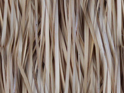  无缝开裂干枯树皮树干纹理 