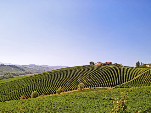  葡萄园种植园景观风景 