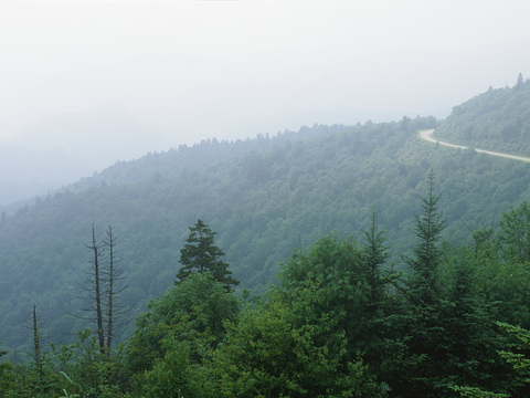  森林树林外景贴图 