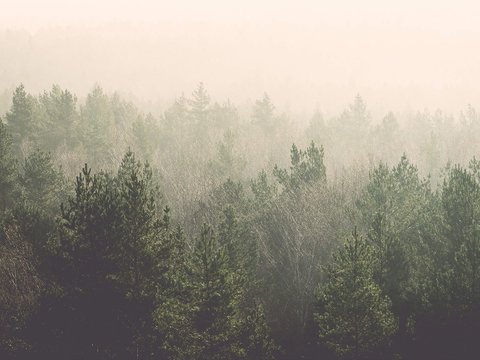  森林树林外景贴图 