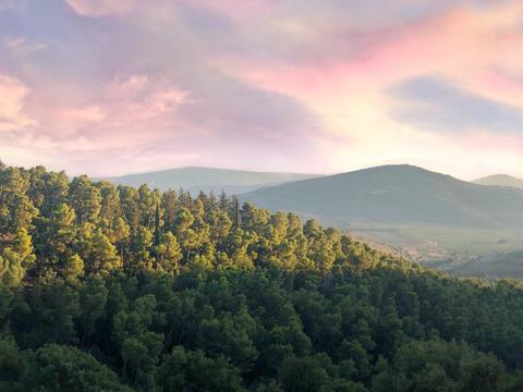  森林树林外景贴图 