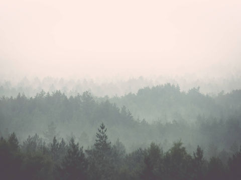  森林树林外景贴图 