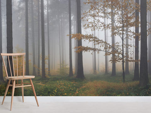  森林树林外景贴图 