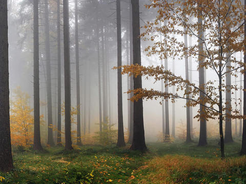  森林树林外景贴图 