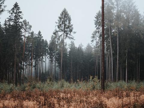  森林树林外景贴图 