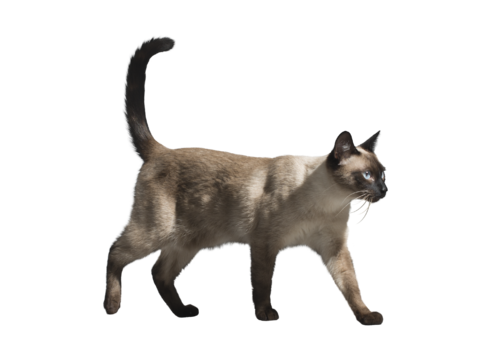  PSD免抠宠物猫 猫咪 小猫 动物 