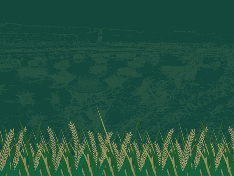  现代农业稻田壁纸 秋收壁纸 