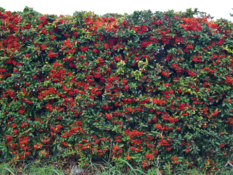  无缝免扣景观灌木植物树篱笆墙面 