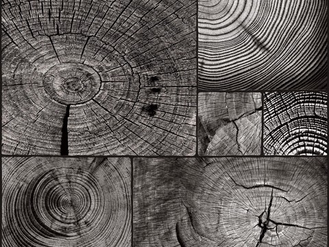  年轮贴图 