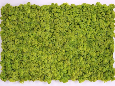  自然苔藓植物墙 