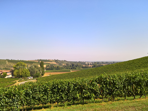  葡萄园种植园景观风景 