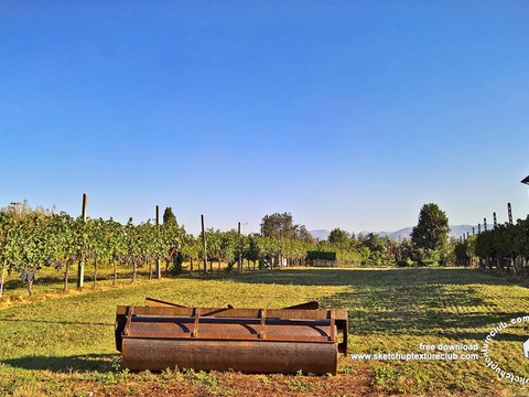  葡萄园种植园景观风景 