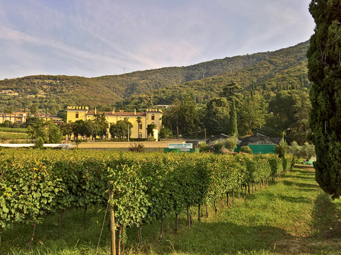  葡萄园种植园景观风景 