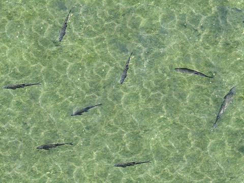  无缝河道水流水波纹水面纹理 