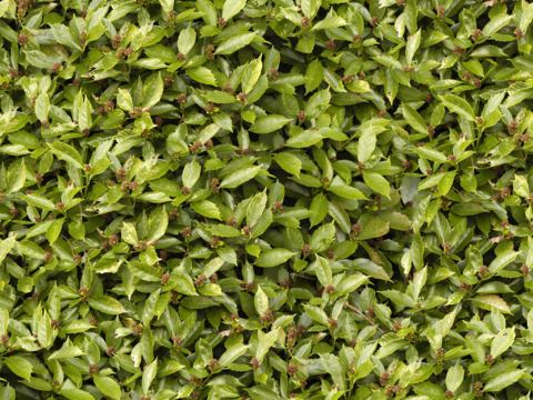  王座室环境套件 