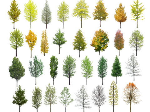  银杏树PNG免抠 白果树 黄叶树 黄色树乔木 水杉树 色叶树 