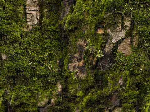  无缝庭院园林苔藓草坪草皮草地岩石地面 