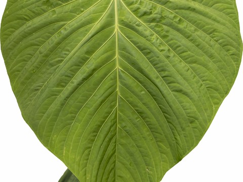  免扣素材 常绿乔木 热带植物 