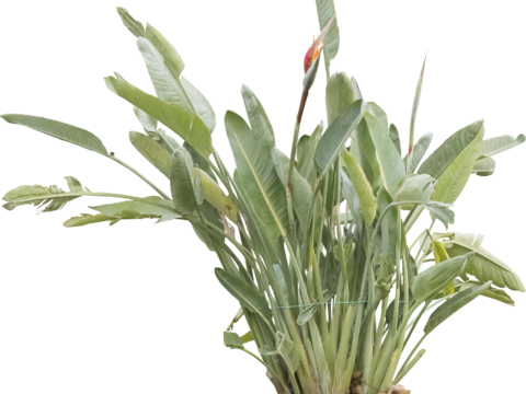  免扣素材 常绿乔木 热带植物 