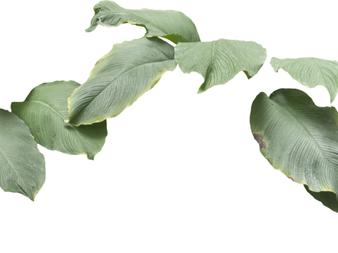  免扣素材 常绿乔木 热带植物 