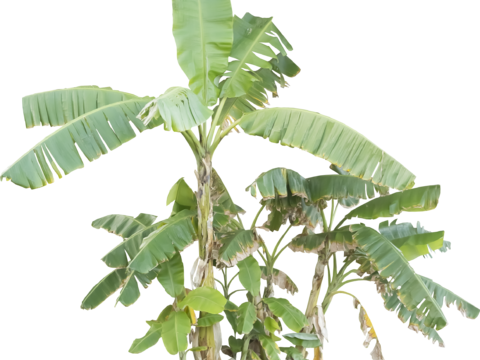  免扣素材 常绿乔免扣素材 常绿乔木 热带植物木 热带植物 