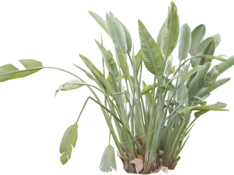  免扣素材 常绿乔木 热带植物 