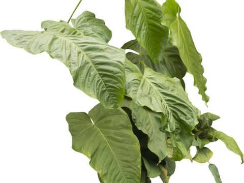  免扣素材 常绿乔木 热带植物 