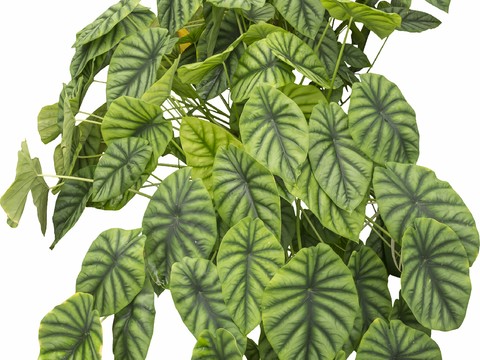  免扣素材 常绿乔木 热带植物 