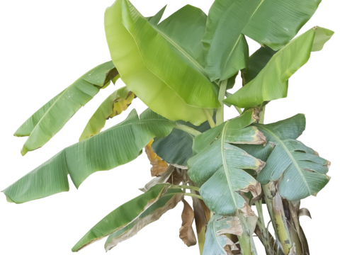  免扣素材 常绿免扣素材 常绿乔木 热带植物乔木 热带植物 