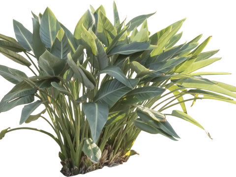  免扣素材 常绿乔木 免扣素材 常绿乔木 热带植物热带植物 