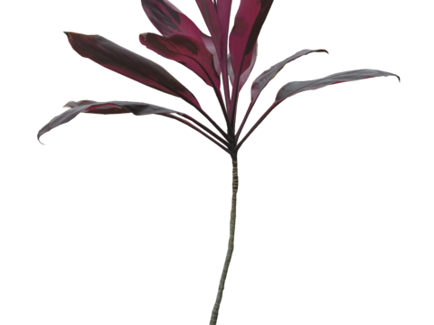  免扣素材 常绿乔木 热带植物 