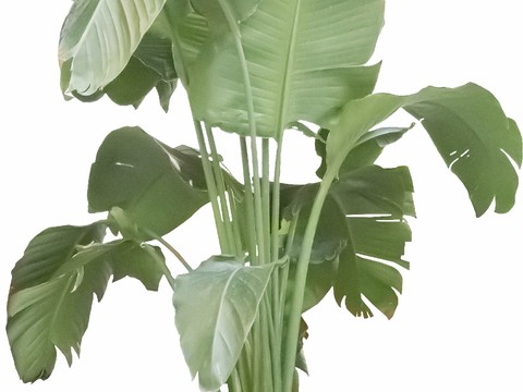  免扣素材 免扣素材 常绿乔木 热带植物常绿乔木 热带植物 