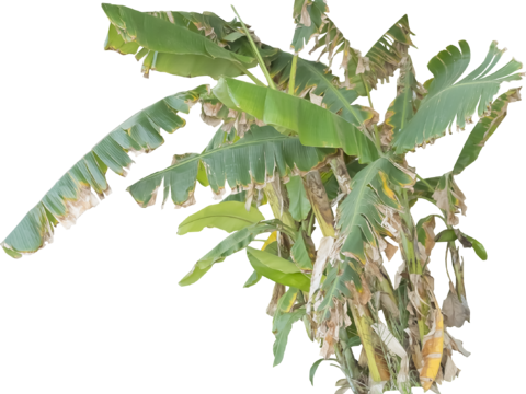  免扣素材 常绿乔木 热带植物 