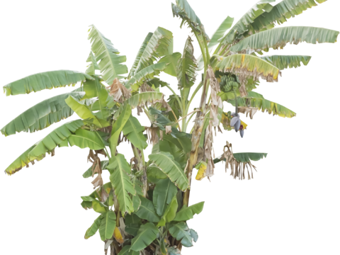  免扣素材 常绿乔木免扣素材 常绿乔木 热带植物 热带植物 