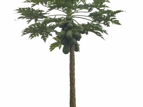  免扣素材 常绿乔木 热带植物 