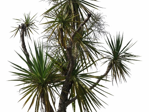  免扣素材 常绿乔木 热带植物 