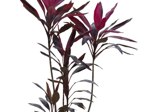  免扣素材 常绿乔木 热带植物 