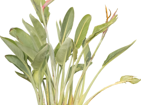  免扣素材 常绿乔木 热带植物 