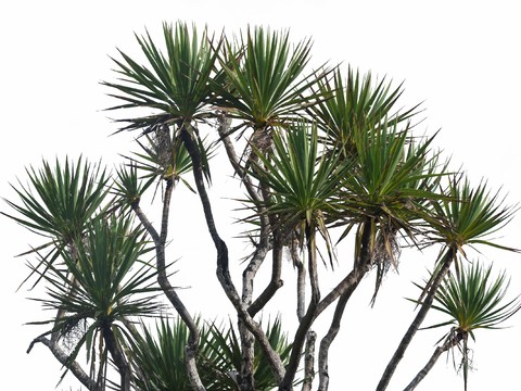  免扣素材 常绿乔木 热带植物 