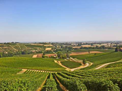  葡萄园种植园景观风景 